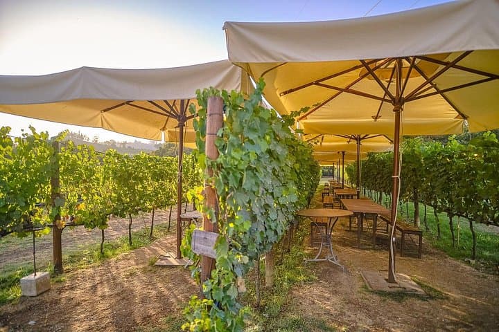 Exclusive Winery Tour with Tasting and Dinner in Chianti vineyard