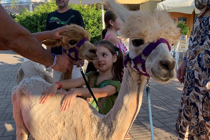 Calabrian Alpacas Sunset Beach Experiences Pizzo VV AlpacSelfies