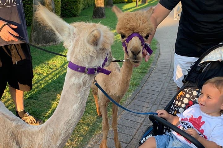 Calabrian Alpacas Sunset Beach Experiences Pizzo VV AlpacSelfies
