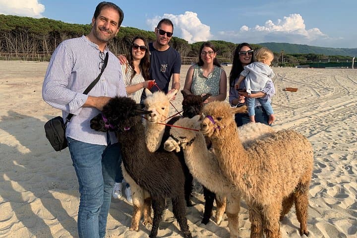 Calabrian Alpacas Sunset Beach Experiences Pizzo VV AlpacSelfies