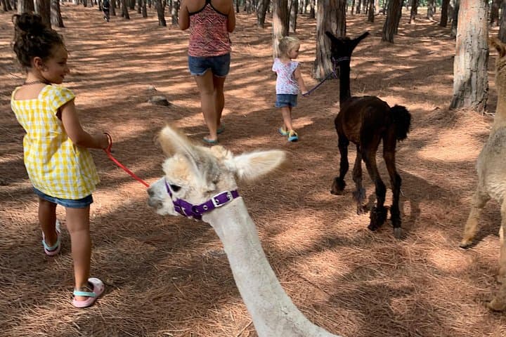 Calabrian Alpacas Sunset Beach Experiences Pizzo VV AlpacSelfies