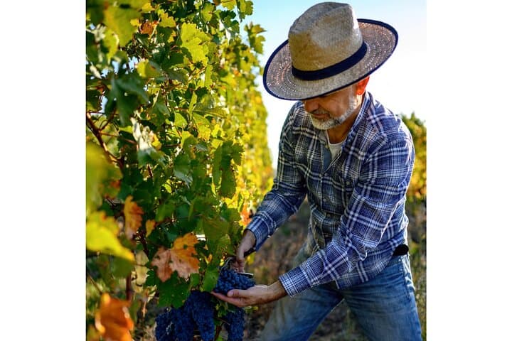 Chianti Wine Tour from Florence to San Gimignano with 2 Wineries