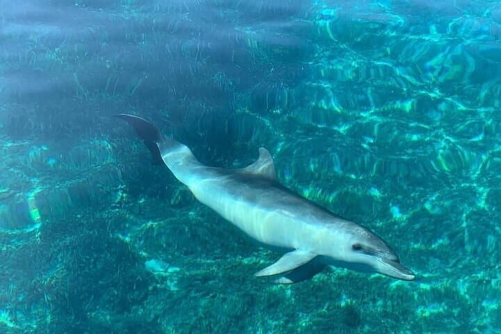 Dolphin Watching Boat Excursion to Figarolo Island from Olbia