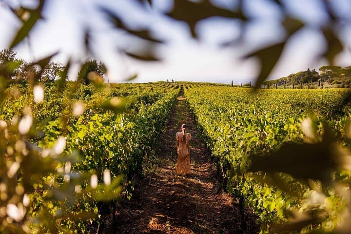 Rome's Vineyard Symphony: Countryside Winetasting Experience