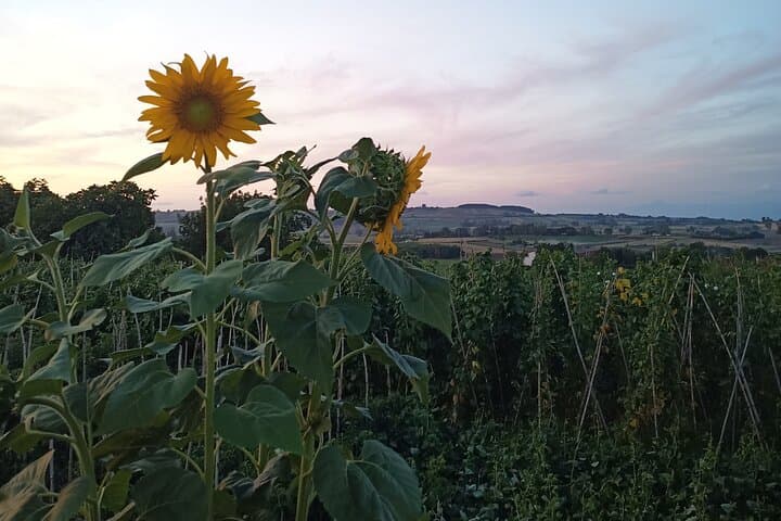 Farm-to-table Food Experience