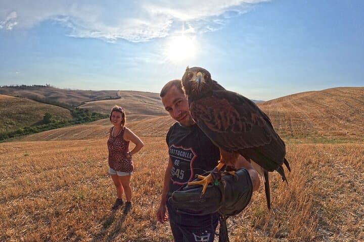 Harris Buzzard on tour