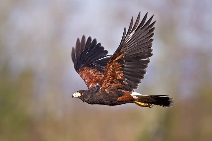 Falconry experience in Tuscany