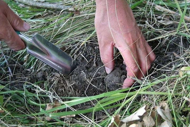 Umbria Truffle Hunting Experience with Tasting