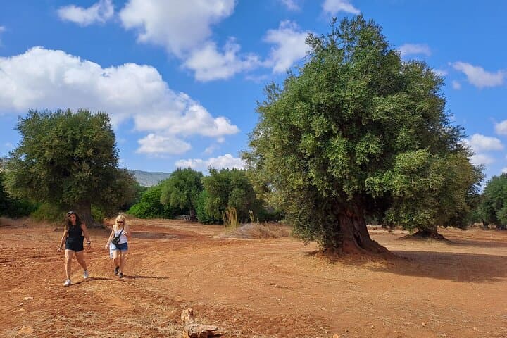 E-bike tour in Ostuni, the olive trees and the rock village