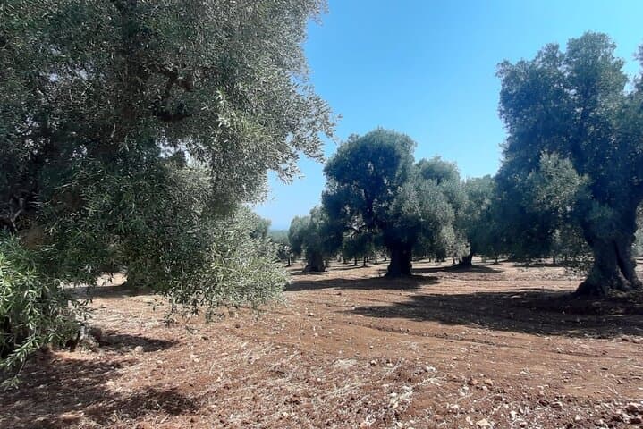 E-bike tour in Ostuni, the olive trees and the rock village