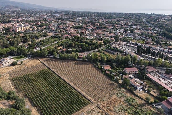 Etna Urban Winery - Tasting with Street Food Platter and vineyard
