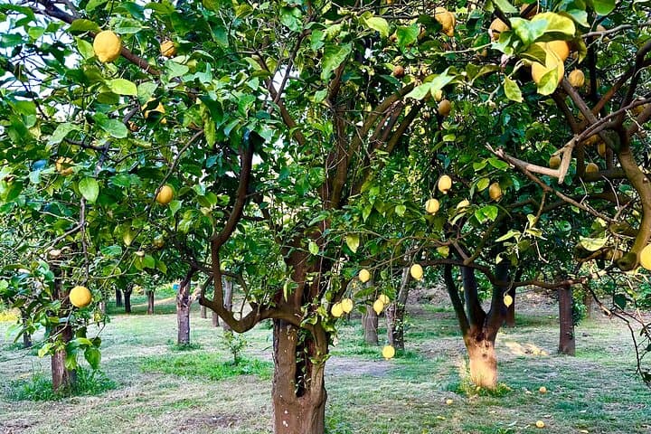 Sorrento citrus grove