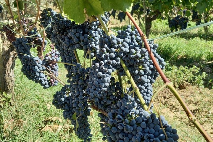 Private Montepulciano Wine Experience with Lunch in Local Setting