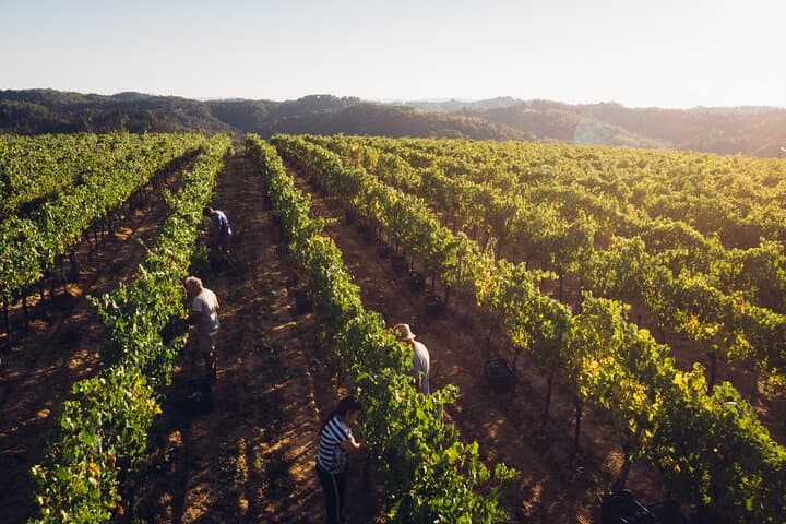 Tuscany Organic Wine Tour at a Family-Run Winery