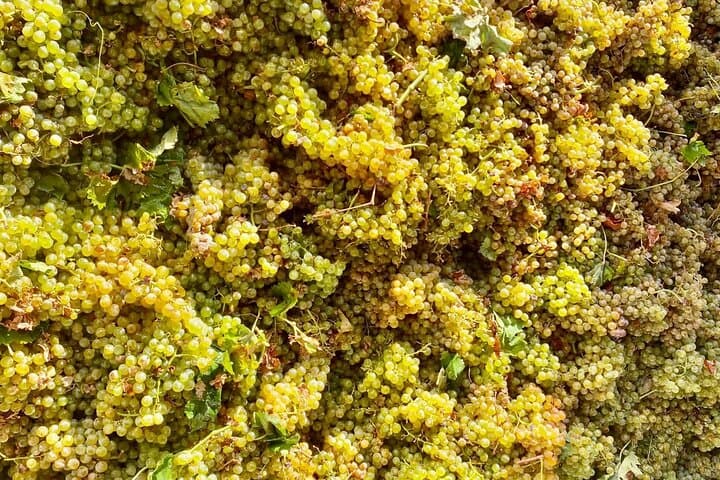 Visit to the Florio winery and wine tasting