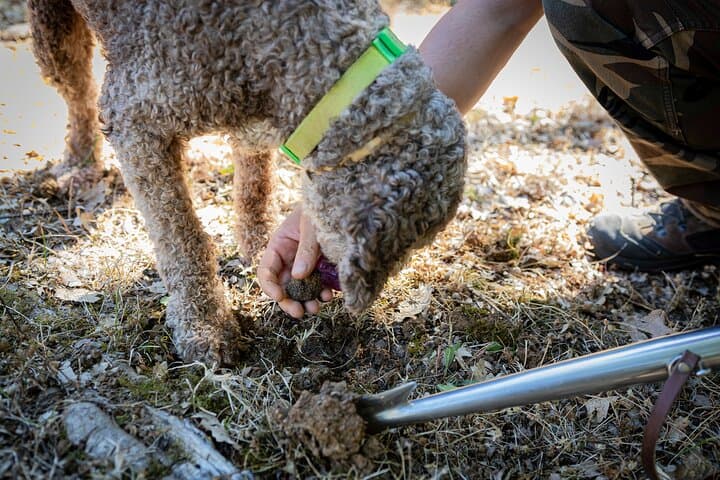 Truffle Hunting and Cooking Class