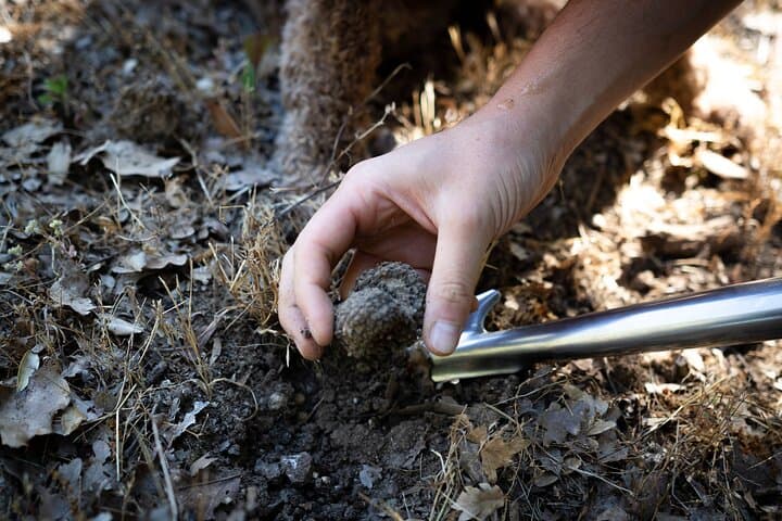 Truffle Hunting and Cooking Class