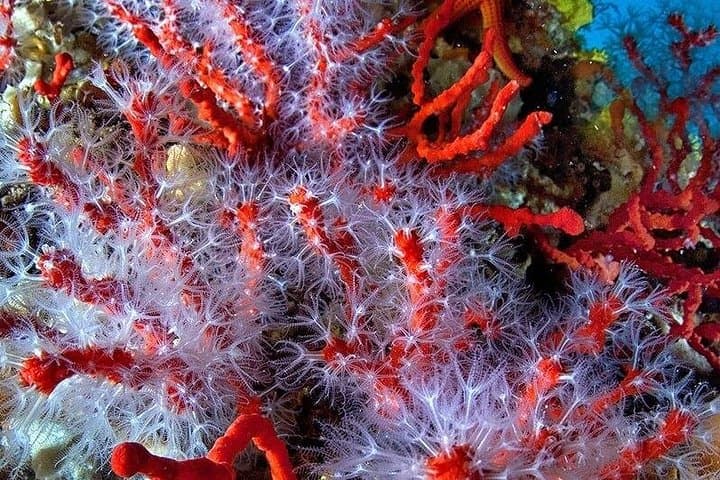 Coral