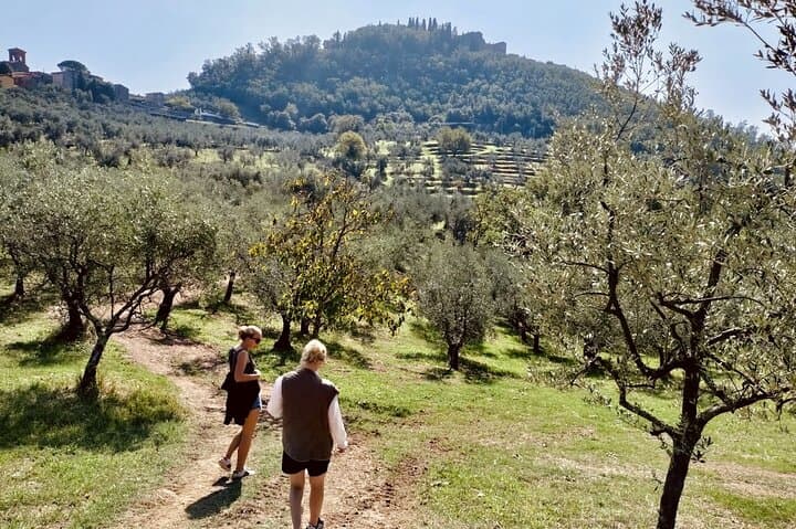 Walk among the olive groves
