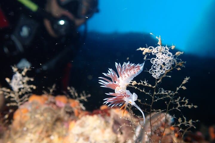 Taormina Scuba Diving Experience