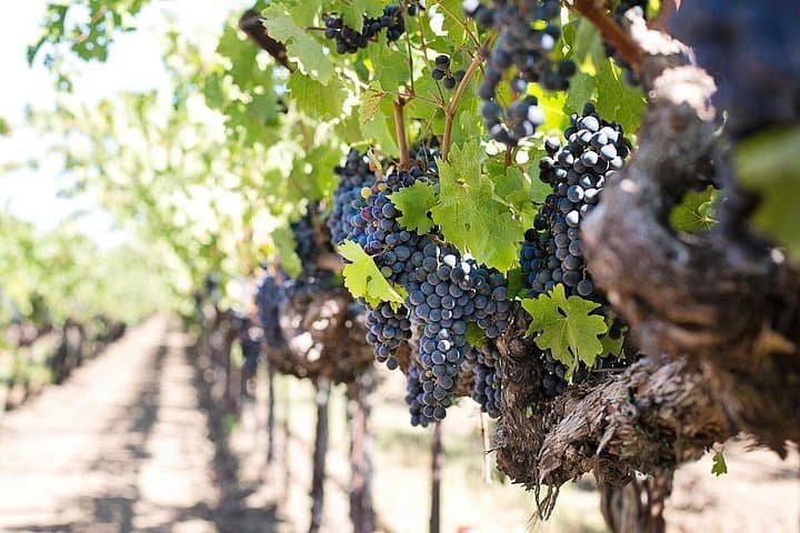 Nero D'avola vineyard