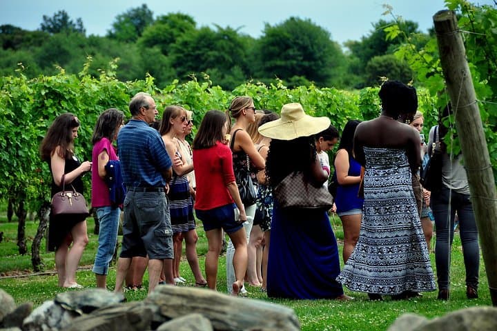 Explanation of the vineyards and the cellar