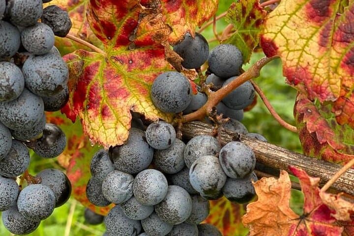 Vineyard experience in Pozzuoli