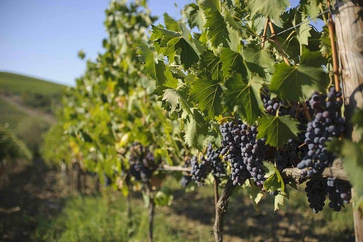 Chianti Classico wine Tour and Tasting