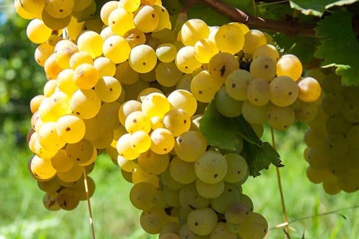 Guided Wine Tasting Experience in a Roman Vineyard