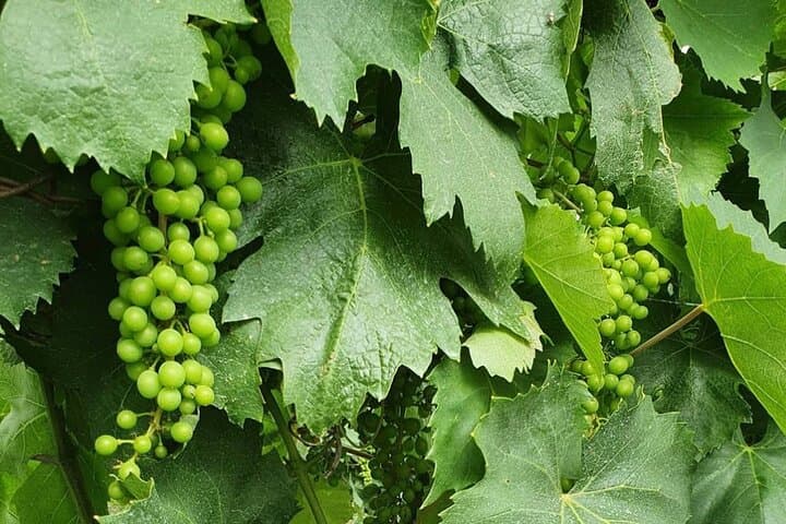Guided Wine Tasting Experience in a Roman Vineyard