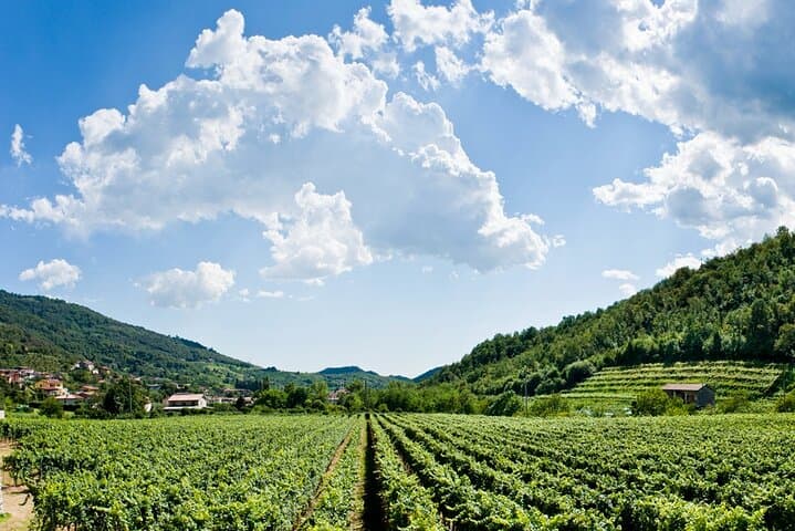 From Milan Full Day in Franciacorta 2 Wineries and Lunch