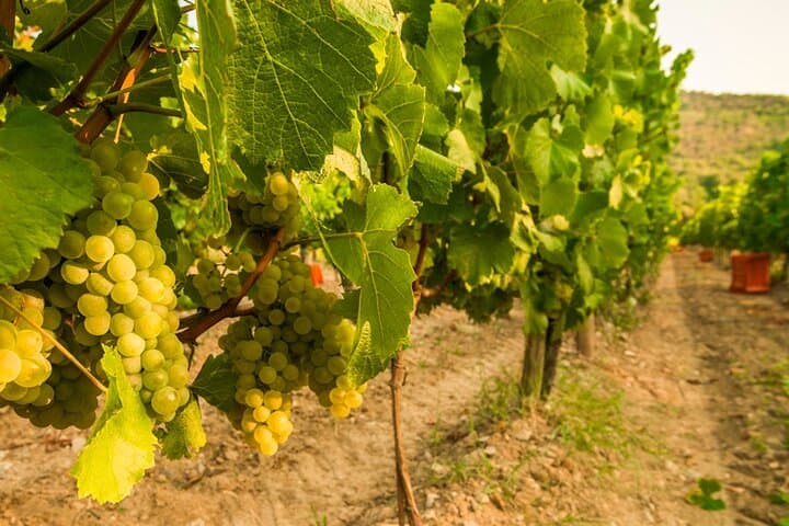 From Milan Full Day in Franciacorta 2 Wineries and Lunch