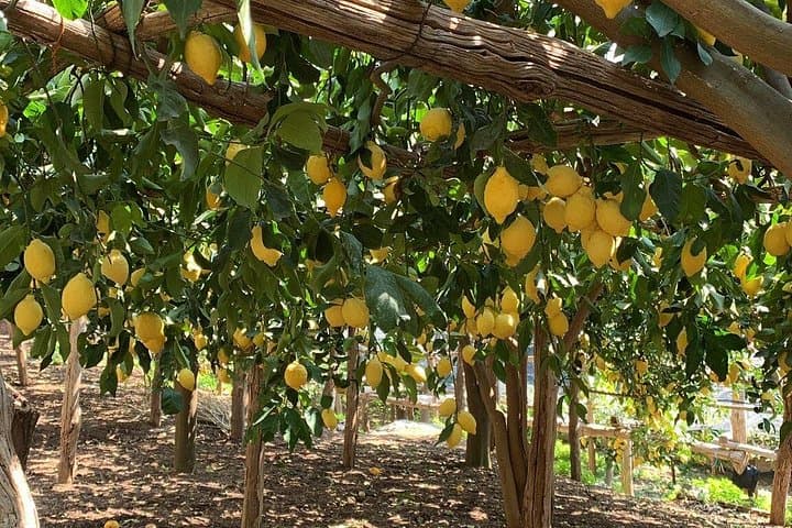 Private tour with tasting at the Sentiero dei Limoni