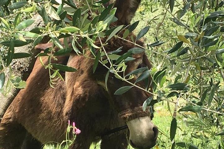 Lucanian Dolomites: Slow Food Olive Grove Tour & EVOO Tasting