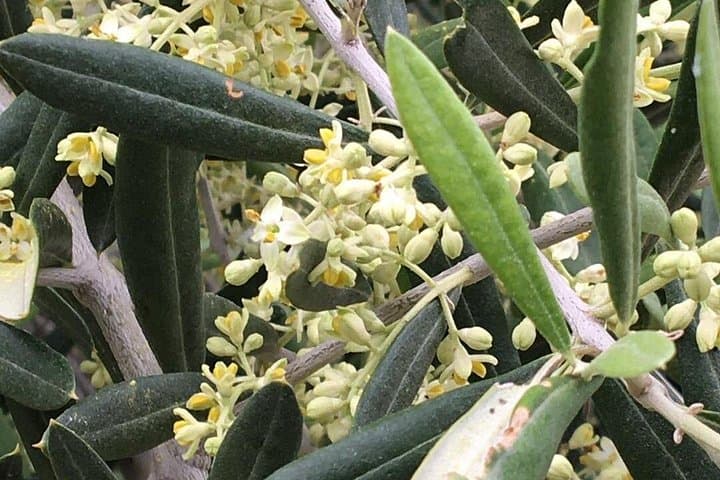 Lucanian Dolomites: Slow Food Olive Grove Tour & EVOO Tasting