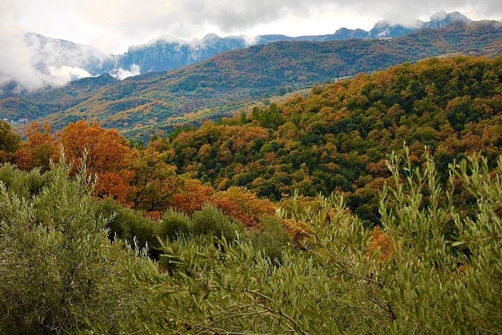 Lucanian Dolomites: Slow Food Olive Grove Tour & EVOO Tasting