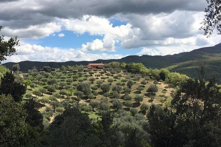 Lucanian Dolomites: Slow Food Olive Grove Tour & EVOO Tasting