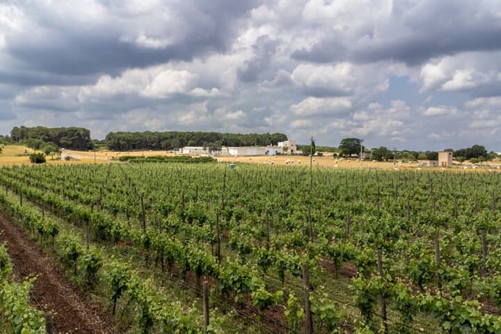 Alberobello Winery: Wine & Food Pairing Experience