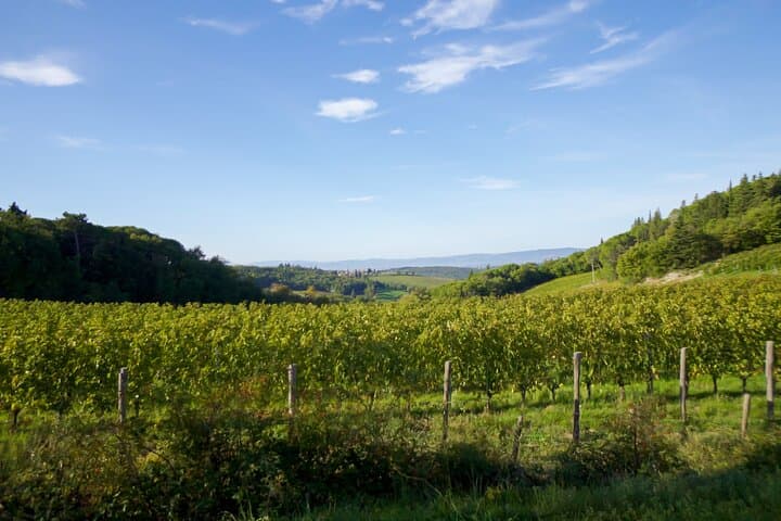 Chianti vineyards