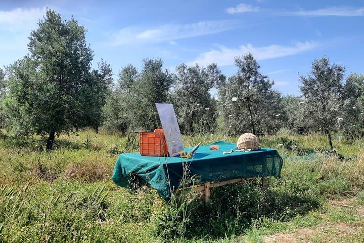 Olive experience Walk among the olive trees with tasting
