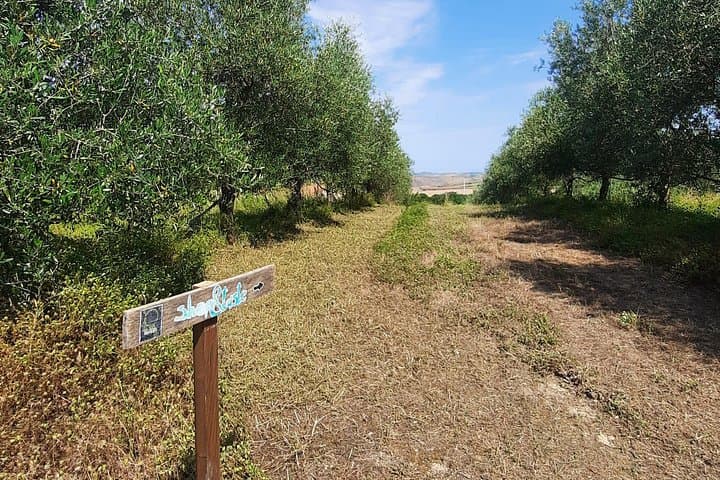 Olive experience Walk among the olive trees with tasting