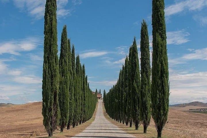 From Rome: Private Day-Tour of Tuscany
