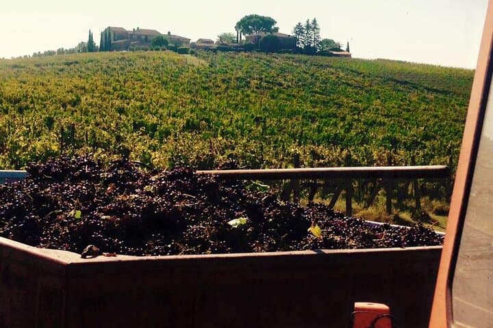 Montepulciano: Wine Tour and tasting