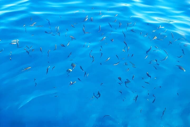Little fish