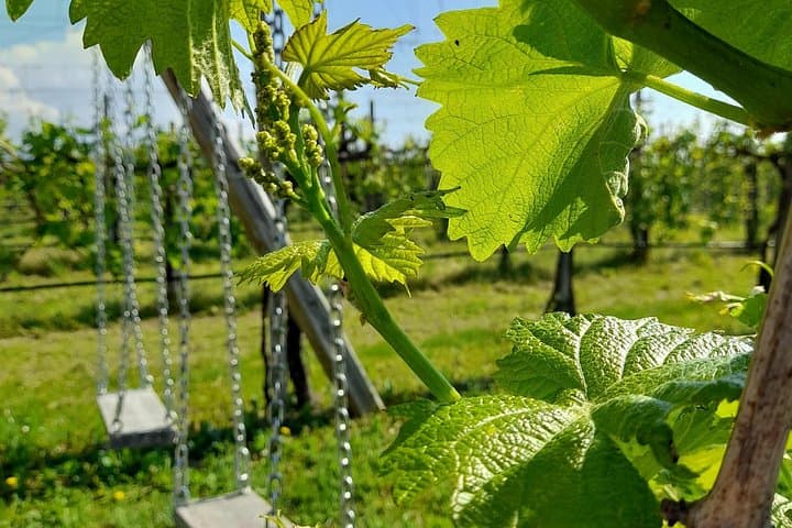 2 Guests Private Prosecco Road Tour All Inclusive from Conegliano