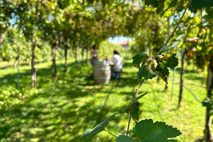 2 Guests Private Prosecco Road Tour All Inclusive from Venice