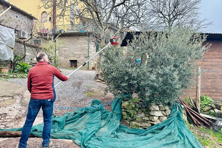 How to harvest olives