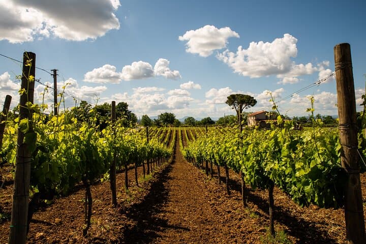 Tours in the vineyards