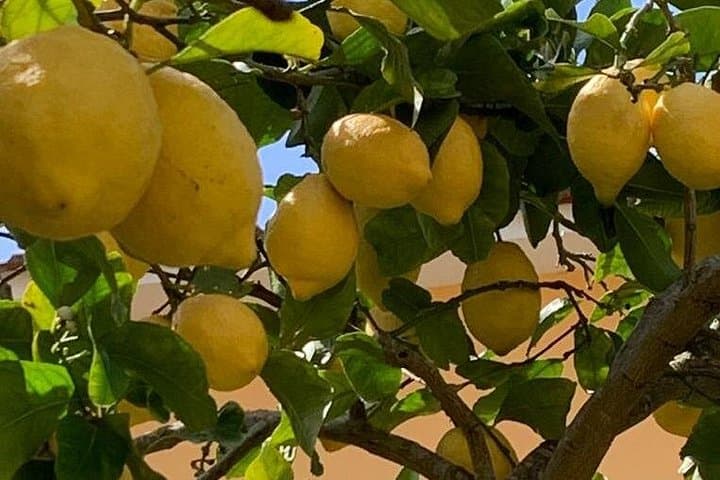 Sorrento lemons