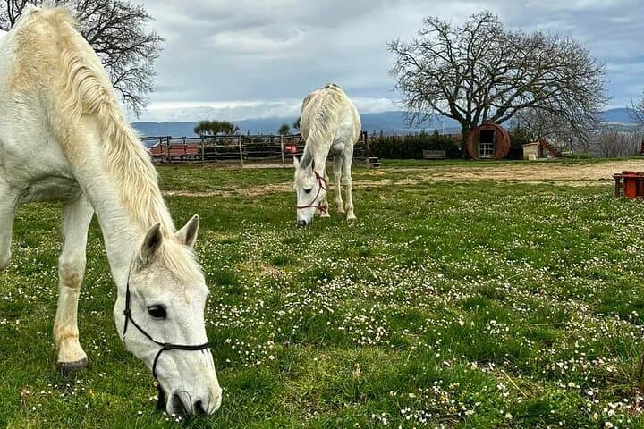 Wine and Horses